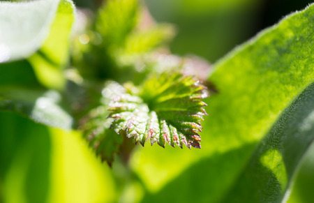 young raspberry leaves in nature