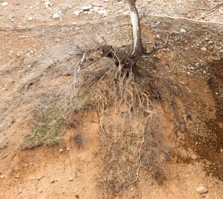 tree roots in the ground