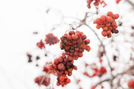 Kalina red in the snow in the winter in nature