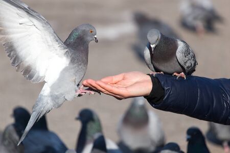 Pigeon on the hand on natureの写真素材
