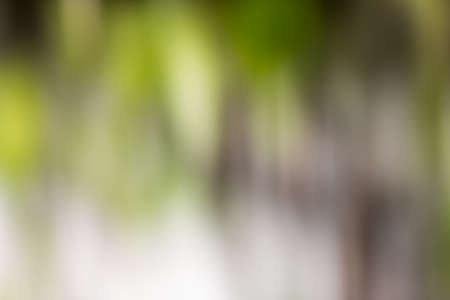 beautiful bokeh in nature in motionの写真素材