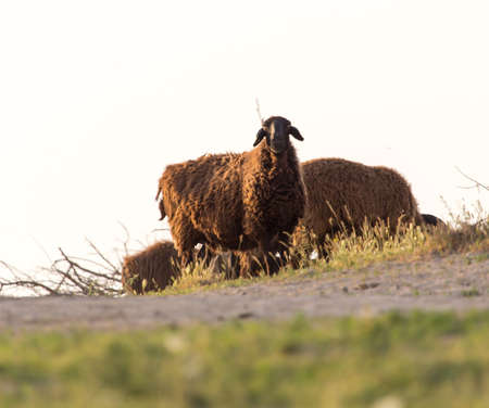 Sheep at sunset