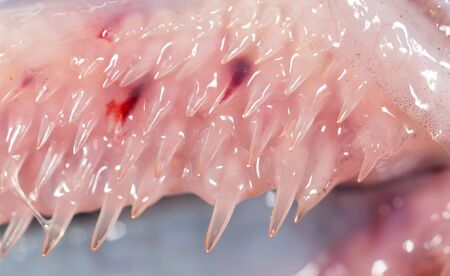teeth pike fish. super macro