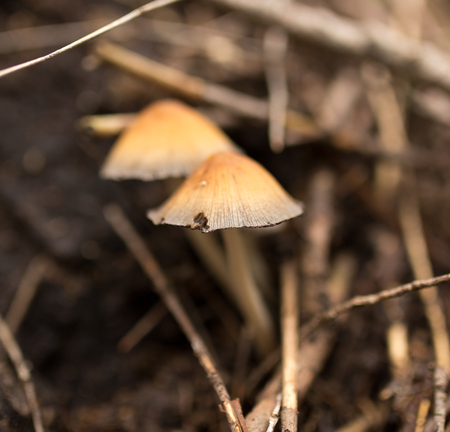 mushroom in the forest in nature