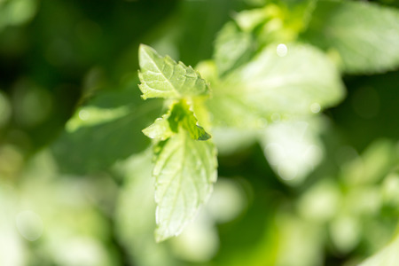 mint leaves in natureの写真素材