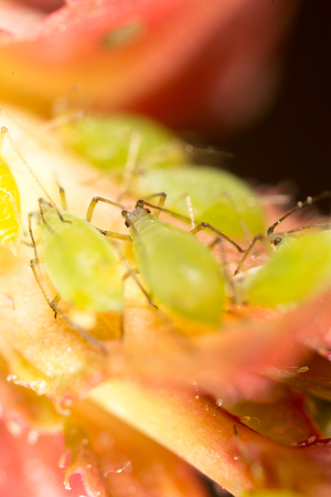 Extreme magnification - Green aphids on a plantの写真素材