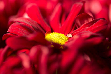 Background of beautiful flowersの写真素材
