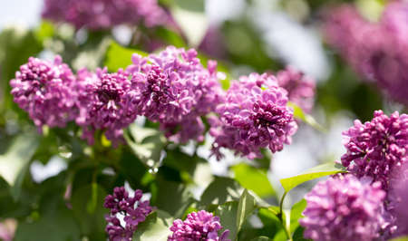 beautiful lilac flowers in natureの写真素材