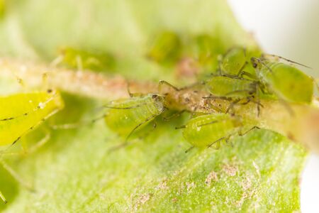 Extreme magnification - Green aphids on a plant