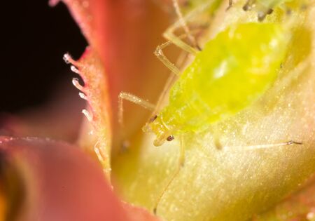 Extreme magnification - Green aphids on a plantの写真素材