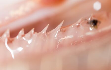 teeth pike fish. super macroの写真素材