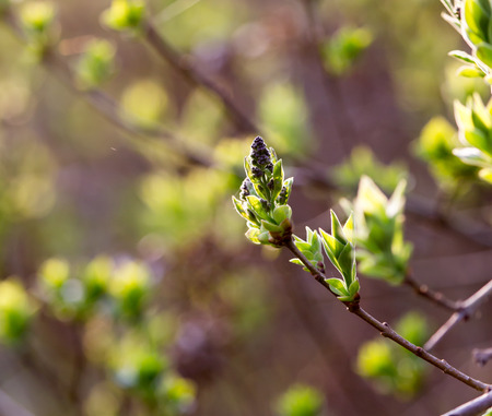 small leaves on a tree in springの写真素材