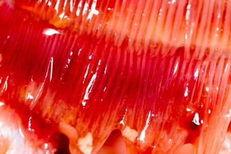 pike fish gills. super macroの写真素材