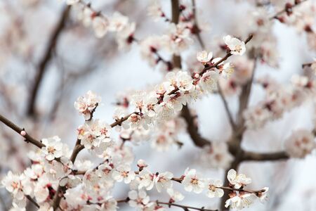 apricot flowers on a tree in natureの写真素材