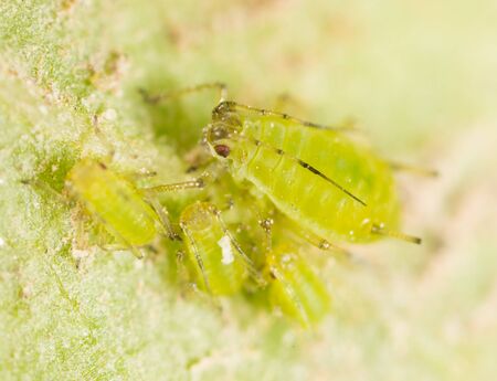 Extreme magnification - Green aphids on a plant