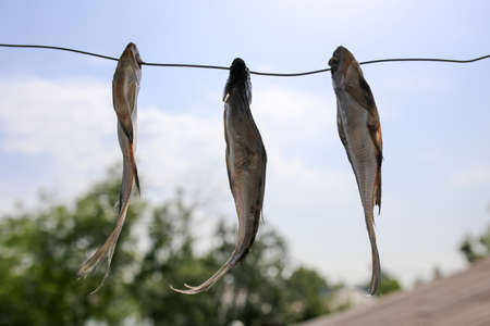 sun-dried salted fish in the airの写真素材