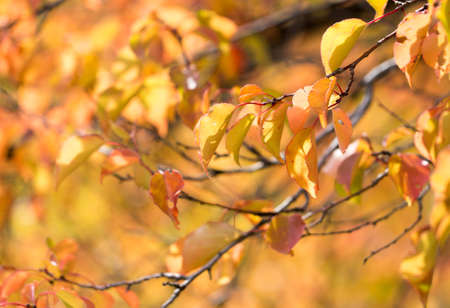 red leaves on a tree in autumn