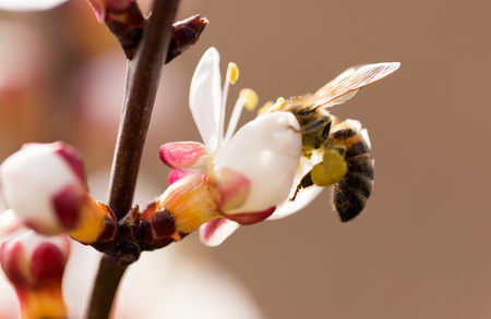bee on a flower in the nature. macroの写真素材