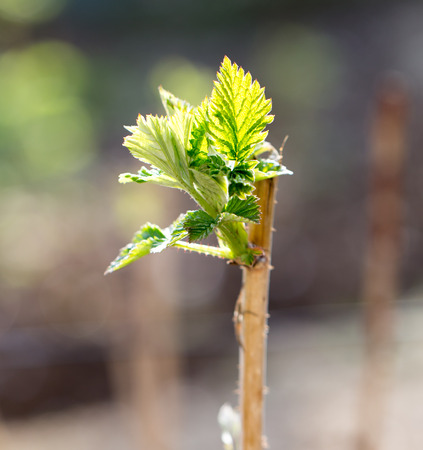 young raspberry leaves in natureの写真素材