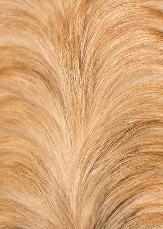 dog fur as background. textureの写真素材