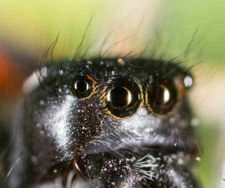 portrait of a spider in nature. super macroの写真素材