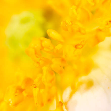 yellow pollen in flower. macro