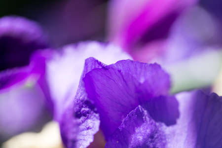 beautiful blue flower on natureの写真素材