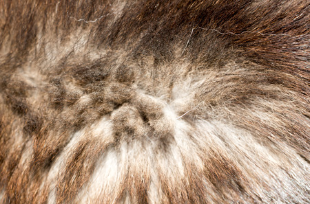 dog fur as background. texture