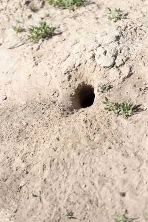 Hole in the ground animal in natureの写真素材