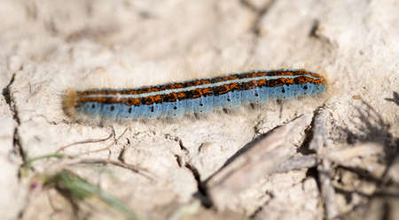 caterpillar on the ground in the nature close-up