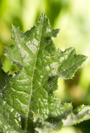 green prickly grass at nature as backgroundの写真素材