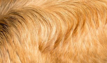 dog fur as background. textureの写真素材