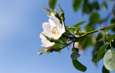 beautiful white flower on the tree in natureの写真素材