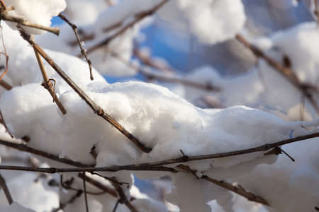 snow on the branches of a tree against the blue skyの写真素材