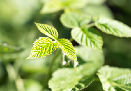young raspberry leaves in nature