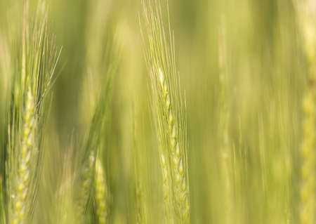 ears of wheat on the natureの写真素材