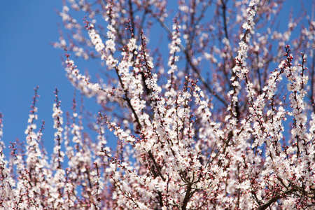 flowers on the tree against the blue sky