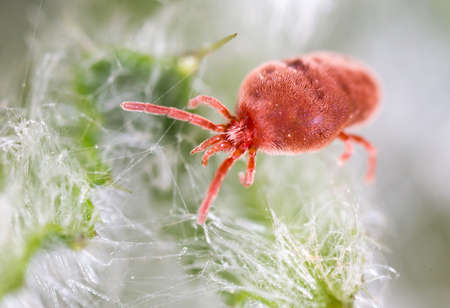 Red tick in nature. macroの写真素材