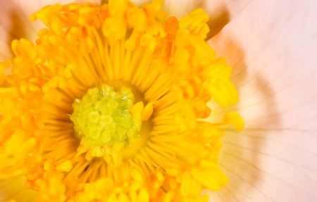 yellow pollen in flower. macroの写真素材