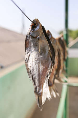 sun-dried salted fish in the airの写真素材