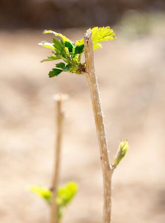 young raspberry leaves in natureの写真素材