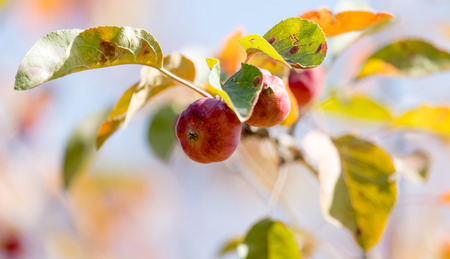 red apple on the tree in natureの写真素材