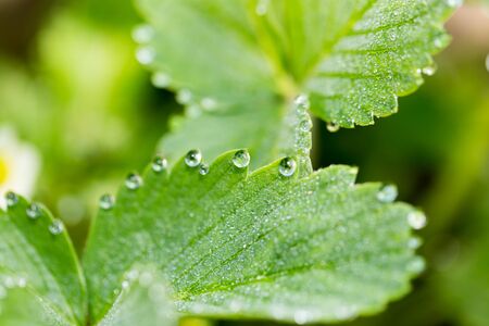 drops of dew on a green leaf strawberries. macroの写真素材