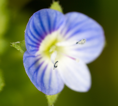 beautiful blue flower on natureの写真素材