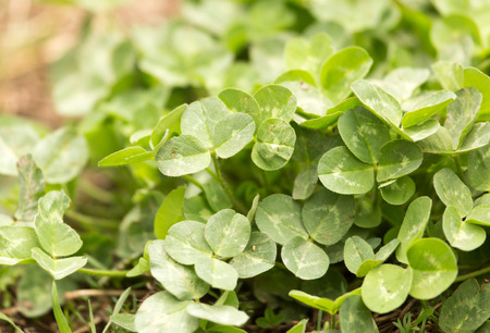 Green clover in nature as a backgroundの写真素材