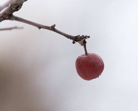 apple on a tree in winterの写真素材