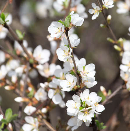 beautiful flowers on the tree in natureの写真素材