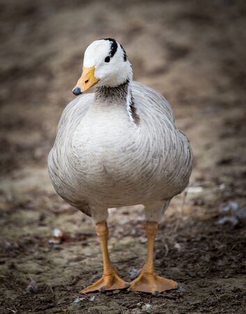 Duck in a park on the natureの写真素材