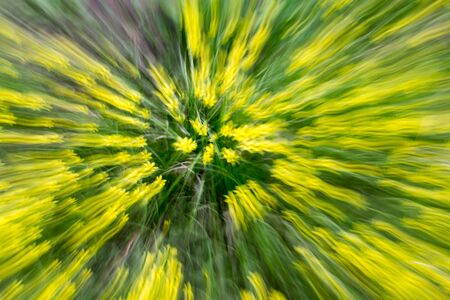 yellow flower in nature in motionの写真素材