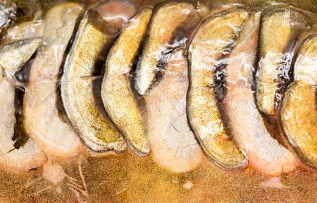 scales of a carp as a background. macro